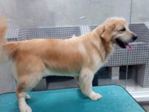 TOSA TRIMMING GOLDEN RETRIEVER PET SHOP BANHO E TOSA