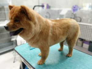 TOSA NA TESOURA CHOW CHOW BANHO E TOSA PET SHOP