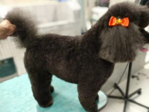 POODLE TOSA NA TESOURA PET SHOP BANHO E TOSA