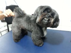 TOSA BEBE SHIH TZU BANHO E TOSA PET SHOP